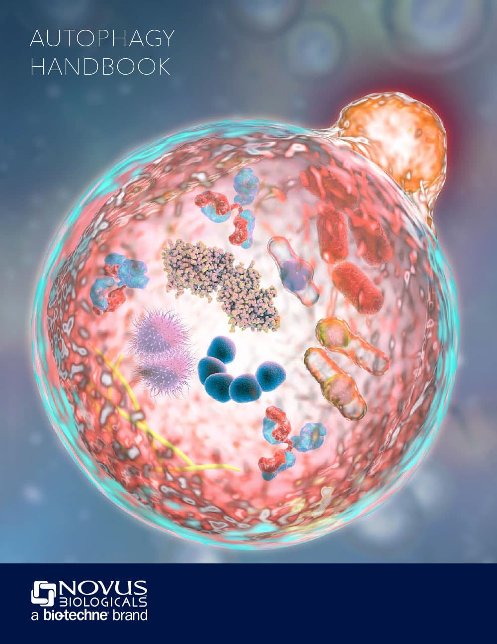 Autophagy Handbook