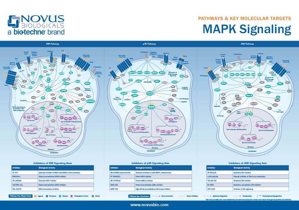 MAPK Signaling Pathway Poster
