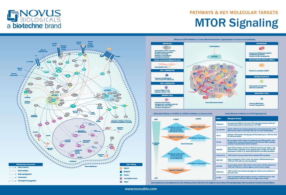 mTOR Signaling Pathway Poster