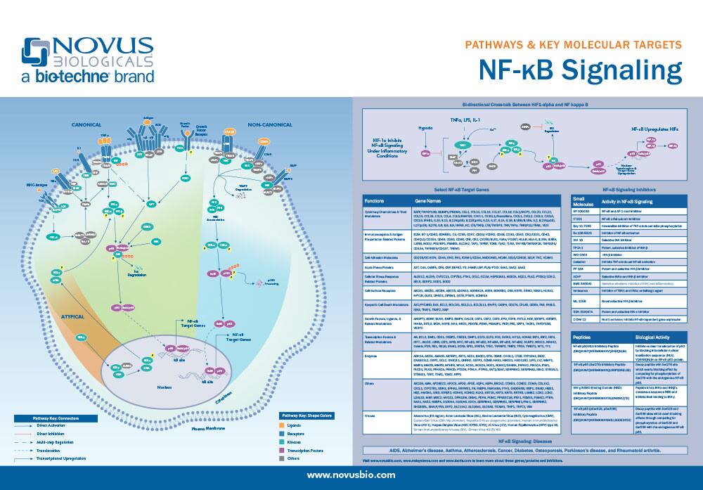 NFkB Signaling Pathway Poster
