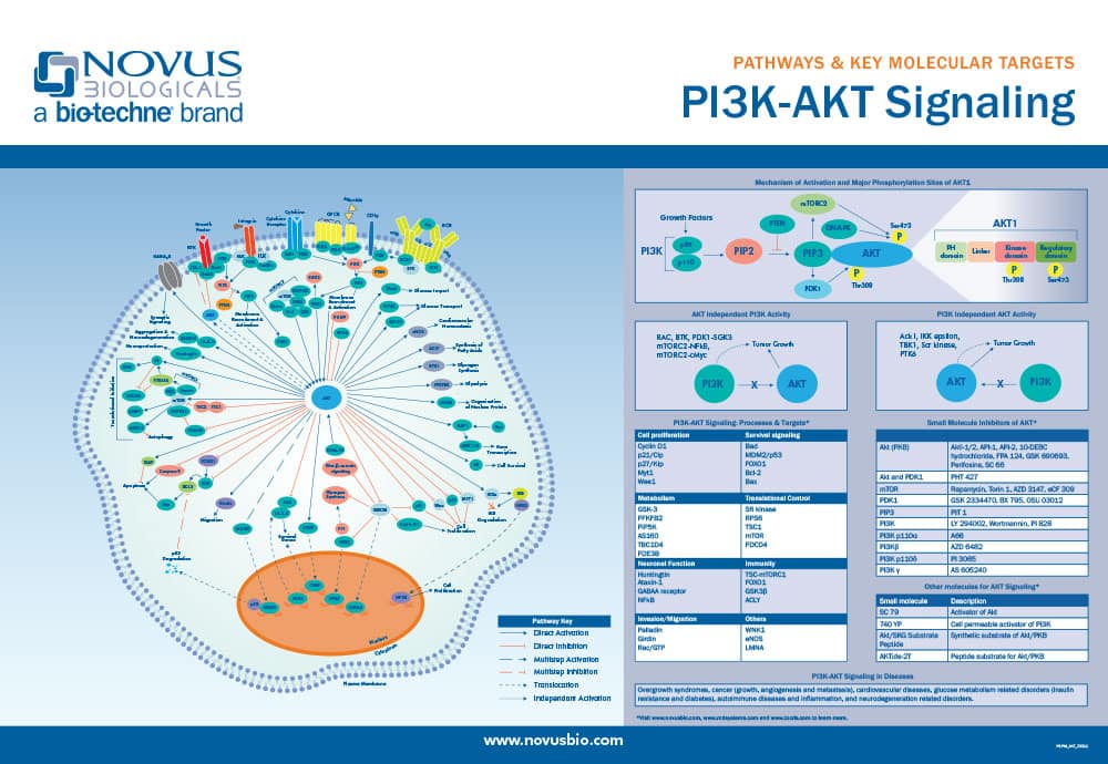 PI3K-AKT Signaling Poster