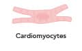 Illustration of cardiomyocyte.