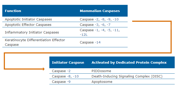 initiator and effector caspases