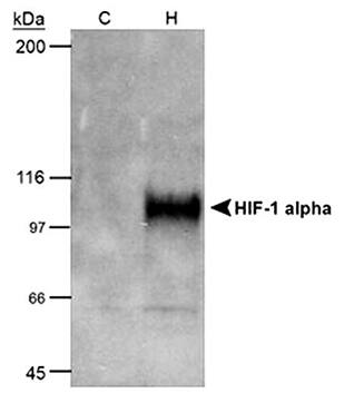 For hypoxia studies CoCl2, a hypoxia mimetic, may be used to treat cells in culture. For example, Cos7 cells may be treated with CoCl2 or untreated, cell lysates prepared and analyzed for HIF-1a expression by Western blot with HIF-1a antibody.