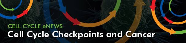 Cell Cycle Checkpoints and Cancer