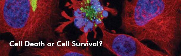 Cell Death or Cell Survival ?