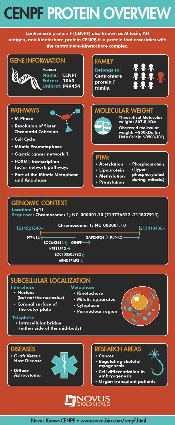 CENPF