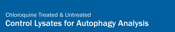 Control Lysates for Autophagy Analysis