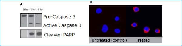 detection of caspase processing
