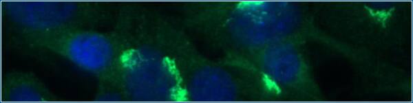 DRP1 expression in NIH3T3 cells, ICC. Expression of the mitochondrial fission protein DRP1 in NH3T3 cells was analyzed by immunocytochemistry with knockout validated rabbit polyclonal anti-DRP1 antibody.