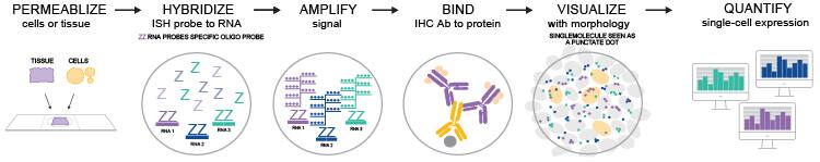 Novus Biologicals Offers Products that support dual RNAscopeTM ISH-IHC ...