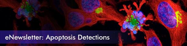 eNewsletter: Apoptosis Detections