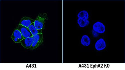 Knockout validation, EphA2 expression in A431 cells, ICC