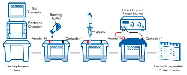 western-blot-sds-page