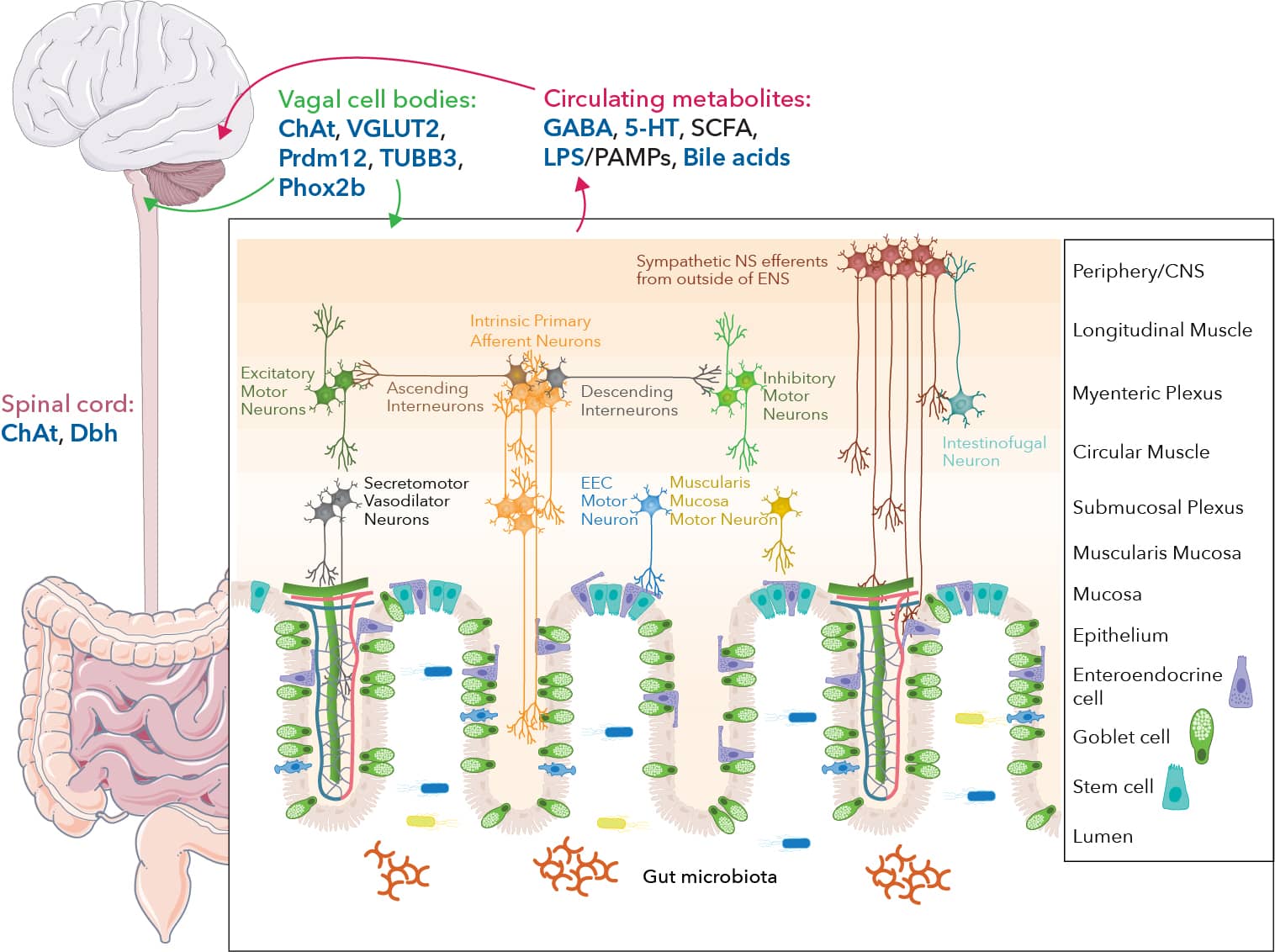 Schematic showing the key players of the ENS with the neuronal connections innervating the intestinal layers, the metabolites that are circulated to the CNS, and the proteins expressed by the vagus nerve and spinal cord.