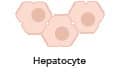 Illustration of three hepatocytes.