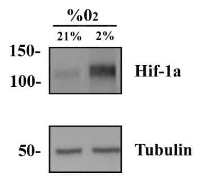 For hypoxia studies a useful control consists of hypoxic and normoxic treated cells in culture. For example, HeLa cells may be incubated under normoxic or hypoxic conditions, cell lysates prepared and analyzed for HIF-1a expression by Western blot with HIF-1a antibody.