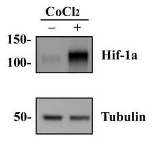 For hypoxia studies CoCl2, a hypoxia mimetic, may be used to treat cells in culture. For example, HeLa cells may be treated with CoCl2 or untreated, cell lysates prepared and analyzed for HIF-1a expression by Western blot with HIF-1a antibody.