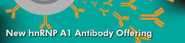New hnRNP A1 Antibody Offering