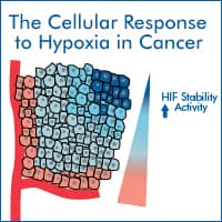 The Cellular Response to Hypoxia in Cancer White Paper