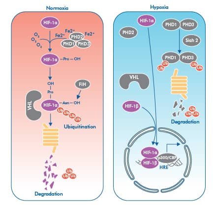 steps in the regulation of HIF-1 alpha