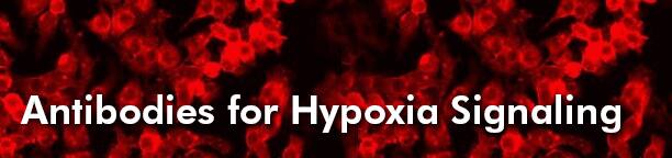 Antibodies for Hypoxia Signaling