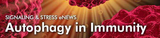 Cell Cycle Checkpoints and Cancer