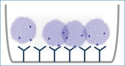 Capture of Exosome on Immunoplate