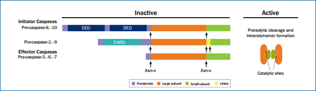 initiator and effector caspases