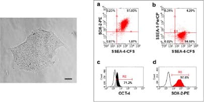 Data image showing iPSC morphology and verification of pluripotency transcription factors and surface markers.