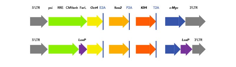 Illustration of lentiviral vector insert with polycistronic transcripts for reprogramming of mouse fibroblast cells.