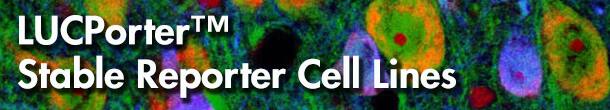 LucPorter Stable Reporter Cell Lines