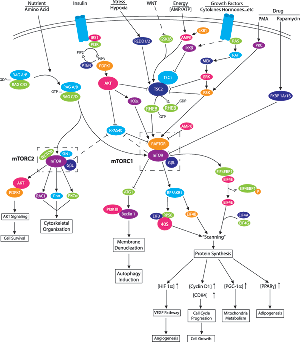 mTOR-pathway | Novus Biologicals