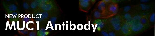 New Product Offering: MUC1 Antibody