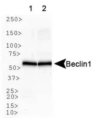 Western Blot analysis of Beclin-1 expression in human brain (lane 1) and mouse brain (lane 2).