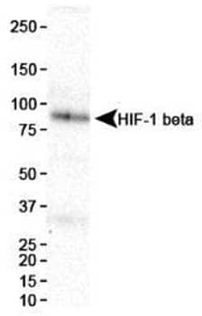 Western Blot analysis of HIF-1 beta expression in HeLa cell nuclear extracts.