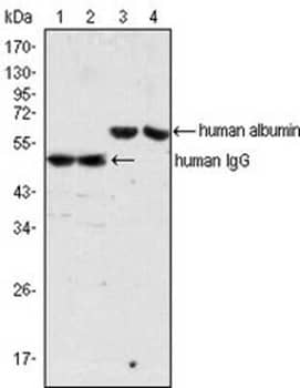 Western blot analysis using IgG mouse mAb (lane 1, 2) and Albumin mouse mAb (lane 3, 4) against human serum (lane 1, 3) and plasma (lane 2, 4).