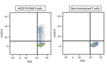 Flow cytometry analysis of human PBMC CD4+ and CD8+ T cells either not transduced (negative control) or transduced with human CD19 CAR and cells were stained with human CD4 PE-Cy7-conjugated antibody and recombinant human CD19 Atto647N-conjugated protein.