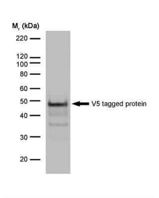 V5 tagged protein expression in Western Blot.