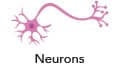 Illustration of one neuron.