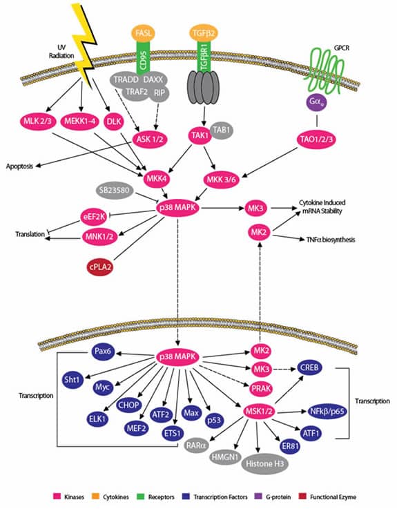 Cell Signaling Newsletter - 3rd Edition: Novus Biologicals