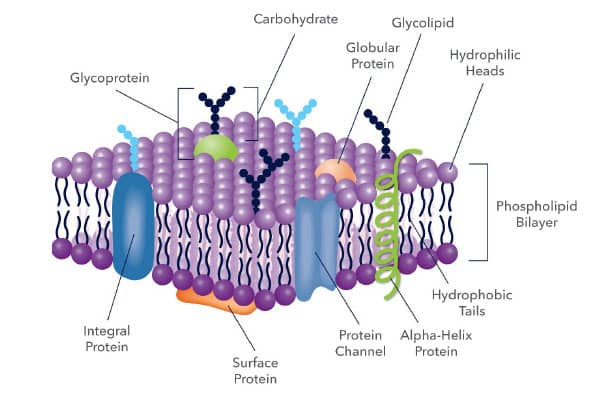 cell membrane of a cell