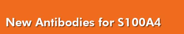 New Antibodies for S100A4