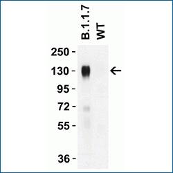 Western Blot showing specific detection of UK Varient (B.1.1.7) protein, and not WT, with SARS-Cov-2 Spike Antibody Alpha Varient, B.1.1.7, UK. Western Blot depicting SARS-CoV-2 Spike S1 Wildtype (WT) and UK Varient (B.1.1.7) protein loading and detection with SARS-CoV-2 Spike Antibody Alpha Varient, B.1.1.7, UK which, following secondary antibody incubation, revealed specific detection of the UK varient only.