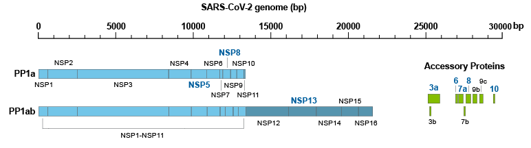 SARS-CoV-2’s genome showing two large ORFs which encode two polyproteins (pp1a and pp1ab) that are processed to produce several nonstructural proteins (nsps) followed downstream by accessory factors and smaller ORFs which encode several structural proteins.