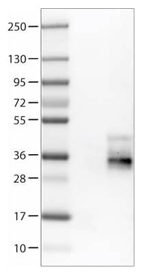 Tetraspanin-7 was detected in HEK293T cell lysates overexpressing tspan7 by Western blot using tspan7 mouse monoclonal antibody.