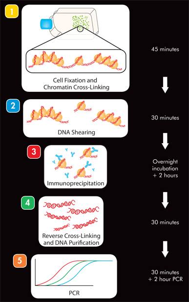 ChromataChip Stages