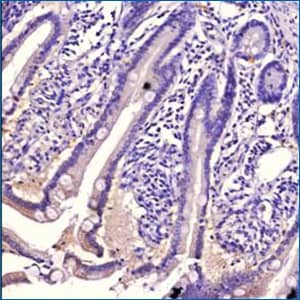 TRIM41 antibody staining of human small intestine, IHC. TRIM41 immunohistochemical staining of paraffin-embedded human intestinal tissue with rabbit polyclonal anti-TRIM41 antibody and staining was and HRP-labeled secondary and DAB reagent with nuclei counter-staining with hematoxylin.