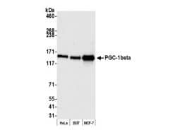 PGC-1 beta Antibody (NBP1-28722): Novus Biologicals