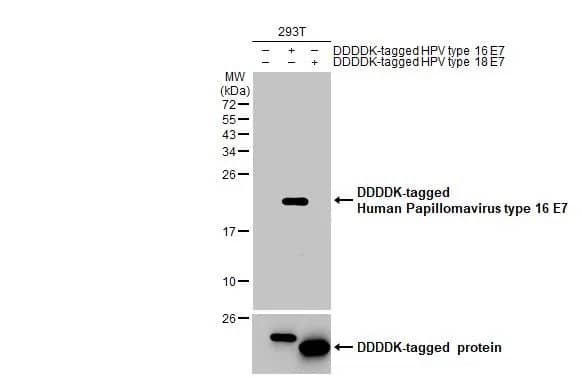 Hpv16 E7 Antibody Hl1821 Azide And Bsa Free Nbp3 25511 Novus